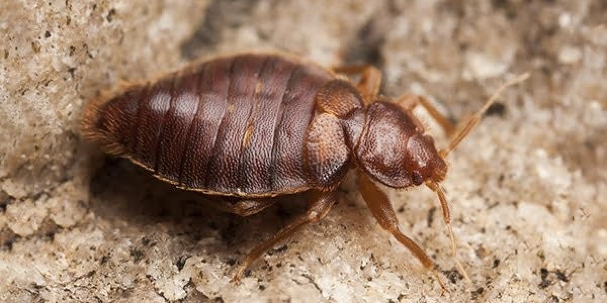 Say Goodbye to Unwanted Guests: Cockroach Control in Melbourne